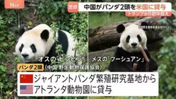 中国がパンダ2頭をアメリカに貸与　トランプ大統領の訪中前に発表　アトランタ動物園に オス「平平（ピンピン）」とメス「福双（フーシュアン）」の2頭