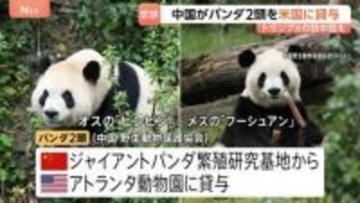 中国がパンダ2頭をアメリカに貸与　トランプ大統領の訪中前に発表　アトランタ動物園に オス「平平（ピンピン）」とメス「福双（フーシュアン）」の2頭