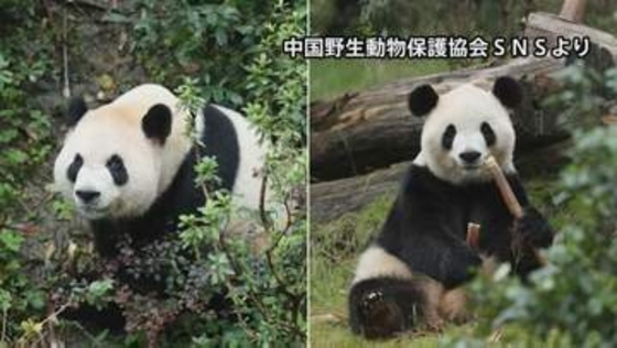 【速報】パンダ2頭が米・アトランタに到着　中国国営の新華社通信が報じる