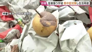 被災地の課題　熊本・宇城市　続く厳しい暑さ　果樹園では収穫期迎えた多くの梨が　地震で地面に落ちる「注文が入り始めていただけに無念だ」