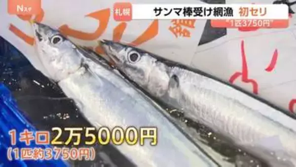 サンマの初競り「1匹あたり約3750円」 今年はサイズ小さく“比較的安い値” 北海道・根室の棒受け網漁で水揚げ
