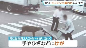 イノシシが男性に襲いかかる様子がカメラに…愛知・豊田市の給食会社で50代と60代くらいの男性従業員2人がけが