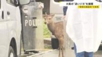 大阪の“迷いジカ”ついに捕獲…奈良からきた可能性も　奈良県知事は「奈良公園から出た鹿は天然記念物ではなくなる」“受け入れ難しい”との見解【news23】