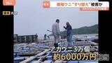 「養殖ウニ“すり替え”で約6000万円の被害か　アカウニ3万個分　海上保安部が窃盗事件とみて捜査　熊本・天草市」の画像1
