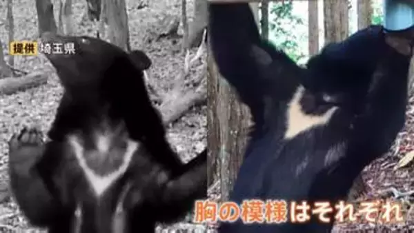クマの個体数把握へ 全国統一のカメラ調査始まる　“胸の模様”で個体識別 800台以上を全国各地に設置方針