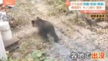紅葉が見頃を迎える中…青森・秋田・岩手、さらに京都でも 各地に出没「クマ」 人的被害も続出