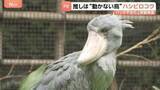 「15年ぶりパンダ不在の上野動物園　新たなスターは“動かない鳥”ハシビロコウ　小池都知事も「推しですね！キモカワ」」の画像1