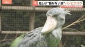 15年ぶりパンダ不在の上野動物園　新たなスターは“動かない鳥”ハシビロコウ　小池都知事も「推しですね！キモカワ」