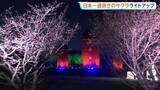 「北海道・根室市で日本一遅咲きのサクラとレンガ造りサイロのライトアップ「サイロがある公園は根室くらい」」の画像1