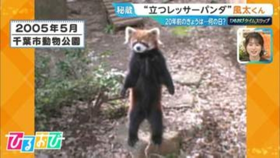 “二本足で立つ”レッサーパンダ「風太くん」は今…実は子孫が“80頭”！子や孫も立つの？【ひるおび】
