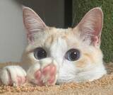 「「猫も人も救いたい…」猫の死因トップ “腎臓病"の新たな治療薬 農水省へ承認申請「単に寿命を延ばすのではなく元気で長生きできるように」開発者が“徹夜”で急いだ理由とは」の画像1