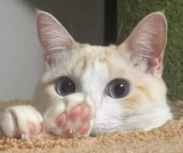 「猫も人も救いたい…」猫の死因トップ “腎臓病"の新たな治療薬 農水省へ承認申請「単に寿命を延ばすのではなく元気で長生きできるように」開発者が“徹夜”で急いだ理由とは