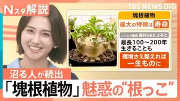 「塊根植物」にハマる人が続出　“根っこ”が主役？最長200年生きる“唯一無二”の魅力とは【Nスタ解説】