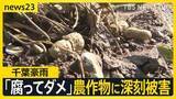 「【台風18号】週末に「非常に強い勢力」に発達へ　千葉豪雨の被災地では断水解消…“水没車”撤去も農作物への被害が深刻【news23】」の画像1