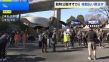 オオカミは飼育エリアの壁に生えた植栽を伝って擁壁を飛び越え脱走か 麻酔銃など使い園内で捕獲　東京・日野市の多摩動物公園