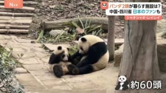 双子パンダ「シャオシャオ」「レイレイ」が暮らす中国・四川省「ジャイアントパンダ保護研究センター」とは？　日本から来たファン「無事に着くかどうかを見届けたい」