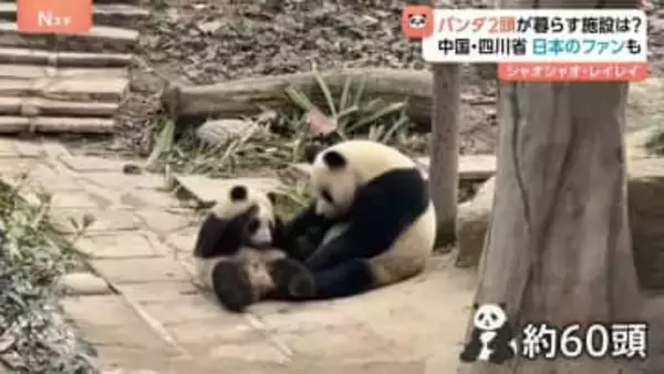双子パンダ「シャオシャオ」「レイレイ」が暮らす中国・四川省「ジャイアントパンダ保護研究センター」とは？　日本から来たファン「無事に着くかどうかを見届けたい」