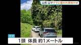「山菜採りの男性がクマに襲われる　顔や頭にけがも命に別状なし　クマの体長1m　山形・朝日町」の画像1