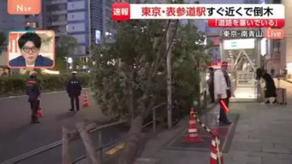 「道路を倒木がふさいでいる」 東京・表参道駅すぐ近くの大通り沿いで街路樹が倒れる　けが人なし　都内では午前4時から強風注意報