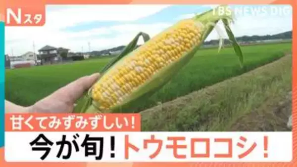 保存は“縦”で！加熱は電子レンジで！　自宅でおいしく！初夏の定番「トウモロコシ」【Nスタ】