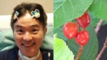 【 ALS闘病 】声優・津久井教生さん　ベランダ桜のサクランボの実「そぉっと育っていたのです♪」「しかも３粒並んでいます〜」【ニャンちゅう】