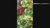 「中国　白菜を発がん性指摘のホルムアルデヒドに浸したか「鮮度保つため」」の画像1