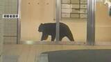 「青森市中心部の複合商業ビルにクマ1頭が居座る　緊急銃猟で駆除」の画像1