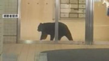 青森市中心部の複合商業ビルにクマ1頭が居座る　緊急銃猟で駆除