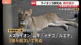 「多摩動物公園でライオンの「ムギ」「イチゴ」「ルエナ」が相次いで死ぬ 熱中症が原因か スポットクーラーなど設置増やし暑さ対策を強化へ」の画像1