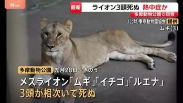 多摩動物公園でライオンの「ムギ」「イチゴ」「ルエナ」が相次いで死ぬ 熱中症が原因か スポットクーラーなど設置増やし暑さ対策を強化へ