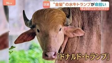 “金髪の水牛トランプ”が命拾い 「唯一の違いは、“牛”か“人間”かだけ」