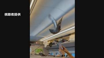 きょう8月10日は「鳩の日」　東北新幹線の車内にハトが迷い込む　ハトも帰省？