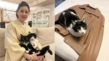 【 ねこ 】藤あや子の愛猫「オレオ」まるで秀吉　冷え始めた季節に上着の上でうずくまって「温めておきやしたぜぃ」