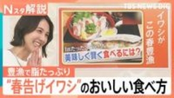1匹なんと38円？！“春を告げる”イワシが日本海側で豊漁に！　この春おすすめのイワシの食べ方は？【Nスタ解説】