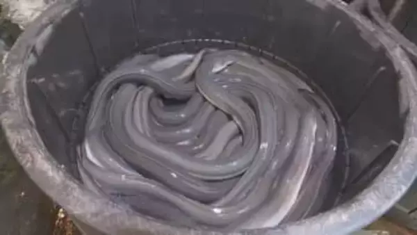 ウナギ取引規制案「見送り」 ワシントン条約締約国会議