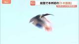 「石川で本州初の「トキ放鳥」56年ぶり能登の空に…秋篠宮ご夫妻も出席　野生復帰に向け環境整備が進められる　羽咋市」の画像1