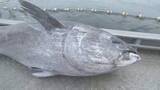 「クロマグロの漁獲枠巡る交渉　18日に国際会議を再度開催へ」の画像1
