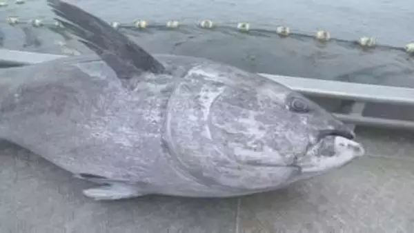 クロマグロの漁獲枠巡る交渉　18日に国際会議を再度開催へ