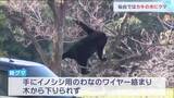 「「カキの木にクマが」住宅敷地内に親子とみられるクマ2頭　2頭とも麻酔銃で眠らせた後駆除　仙台・青葉区」の画像1
