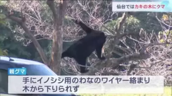 「カキの木にクマが」住宅敷地内に親子とみられるクマ2頭　2頭とも麻酔銃で眠らせた後駆除　仙台・青葉区