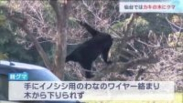 「カキの木にクマが」住宅敷地内に親子とみられるクマ２頭　２頭とも麻酔銃で眠らせた後駆除　仙台・青葉区