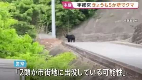 クマ目撃相次ぐ栃木・宇都宮市 9日も朝から5か所で…「2頭が市街地に出没の可能性」市内すべての市立小中学校が休校、厳戒態勢続く