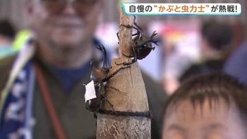 全国かぶと虫相撲大会　320人の子ども親方が参加　自慢の“かぶと虫力士”で最強横綱を目指す　山形・中山町