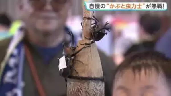 全国かぶと虫相撲大会　320人の子ども親方が参加　自慢の“かぶと虫力士”で最強横綱を目指す　山形・中山町