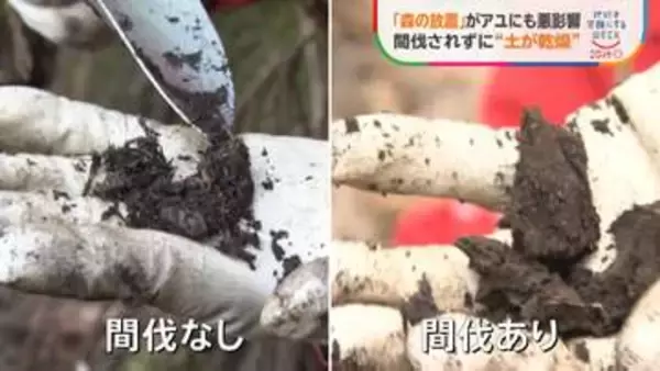 「森の放置」が川の魚に悪影響 30年でアユ激減　手入れされない木が招く“土の乾燥”…大量の土砂が川に