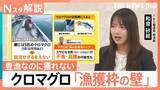 「「クロマグロ」豊漁なのに安くならないワケ　「漁獲枠」増えないと… 他の魚が“不漁・高騰”の懸念も【Nスタ解説】」の画像1