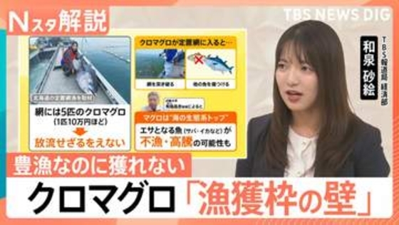 「クロマグロ」豊漁なのに安くならないワケ　「漁獲枠」増えないと… 他の魚が“不漁・高騰”の懸念も【Nスタ解説】