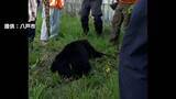 「「弾が外れると飛んでいく」青森県で初の緊急銃猟　猟友会のハンターが語る“発砲の難しさ”　生活圏に相次ぐクマ出没」の画像1