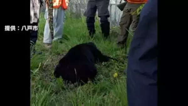 「弾が外れると飛んでいく」青森県で初の緊急銃猟　猟友会のハンターが語る“発砲の難しさ”　生活圏に相次ぐクマ出没