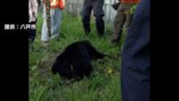「弾が外れると飛んでいく」青森県で初の緊急銃猟　猟友会のハンターが語る“発砲の難しさ”　生活圏に相次ぐクマ出没